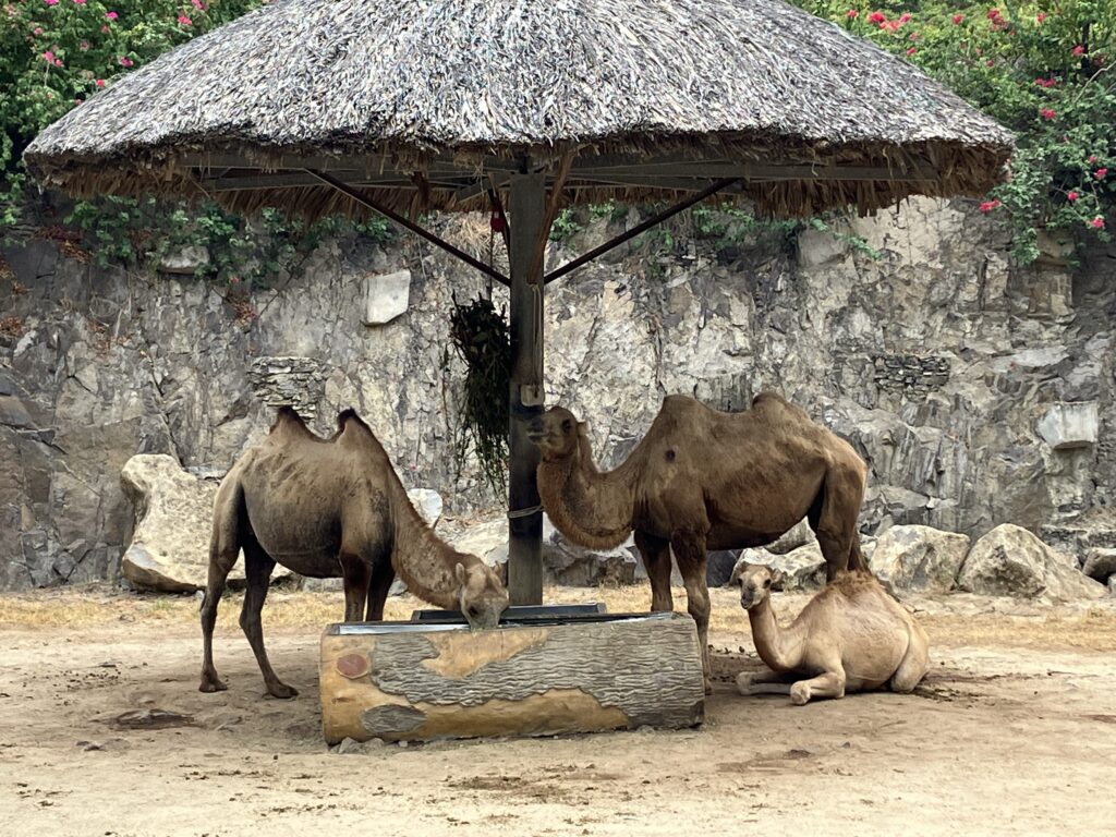 ヴィンワンダーランドのラクダ