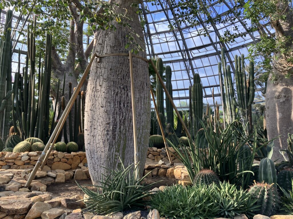 ヴィンワンダーランドの熱帯植物園内部