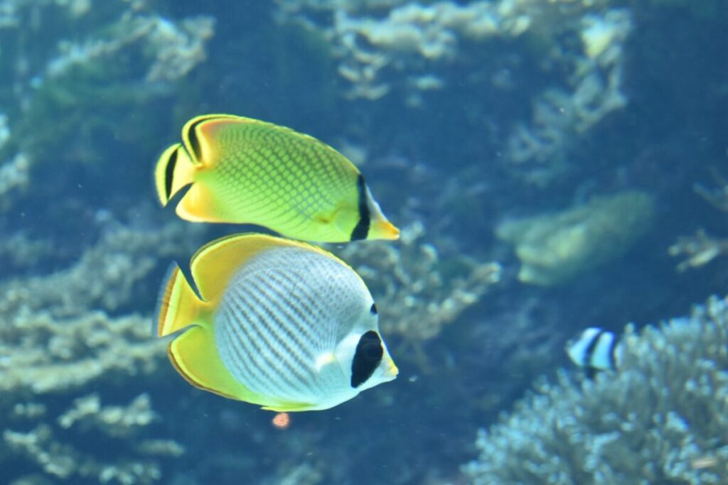 熱帯魚