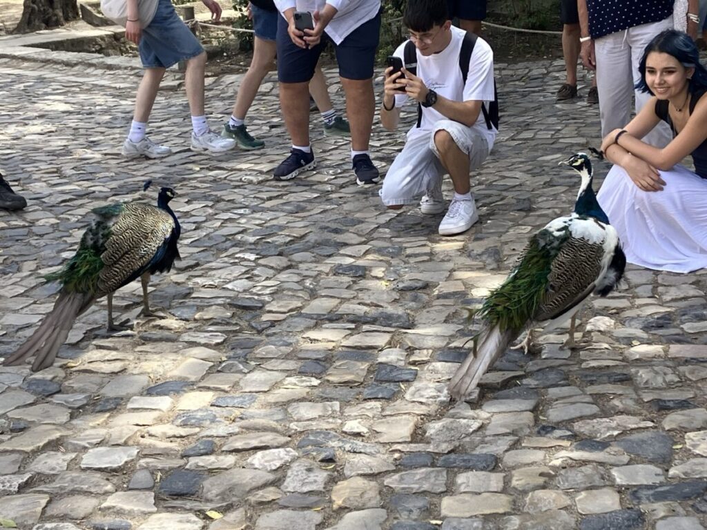 クジャク